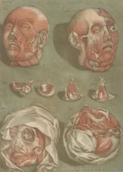 Plate 11, Studies of Heads and Eyes